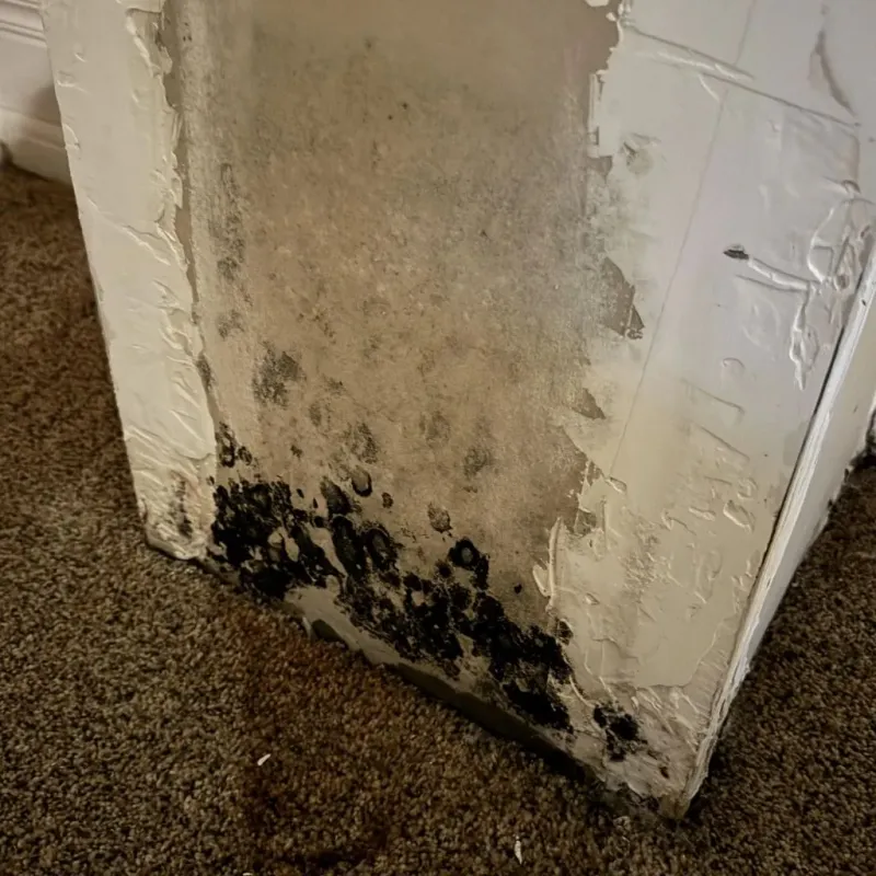 Professional Mold Removal in Bernalillo County, NM